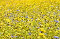 Summer wildflower meadow with Corn marigold {Chrysanthemum segetum} and Cornflower {Centaurea cyanus} UK, July