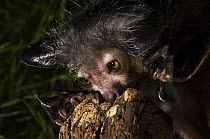 Aye-aye (Daubentonia madagascariensis) extracting beetle grubs from wood. Endemic to Madagascar. Photographed under controlled conditions at Durrell Wildlife Conservation Trust, Jersey, UK. captive