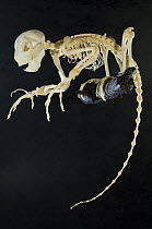 Aye-aye (Daubentonia madagascariensis) skeleton. Endemic to Madagascar. Photographed at Durrell Wildlife Conservation Trust, Jersey, UK.