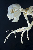 Aye-aye (Daubentonia madagascariensis) skeleton, showing skull and hands in detail. Endemic to Madagascar. Photographed at Durrell Wildlife Conservation Trust, Jersey, UK.