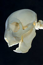 Aye-aye (Daubentonia madagascariensis) skull in detail. Endemic to Madagascar. Photographed at Durrell Wildlife Conservation Trust, Jersey, UK.