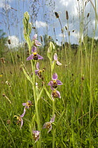 Bee orchid (Ophrys apifera) flowering in wildflower meadow, Norfolk, UK, June