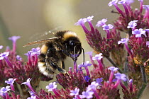 Buff-tailed Bumble Bee (Bombus terrestris) feeding on flowers of {Verbena bonariensis} UK, September