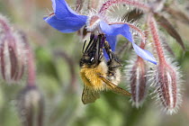 Common carder bumble bee (Bombus pascuorum) feeding on flowers of Borage (Borago officinalis) UK, September