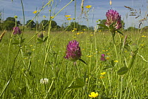 Red clover (Trifolium pratense), white clover (Trifolium repens) and Meadow buttercup (Ranunculus acris) flowering in grazing meadow on organic farmland, Devon, UK, June 2006