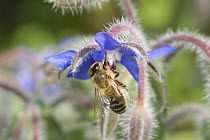 Honey bee (Apis mellifera) feeding on flowers of Borage (Borago officinalis) in UK garden, September