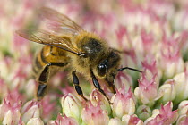 Honey bee (Apis mellifera) feeding on flowers of {Sedum spectabile} in UK garden, September