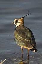 Lapwing (Vanellus vanellus) adult in winter plumage, Martin Mere WWT Reserve, Lancashire, November Not available for ringtone/wallpaper use.