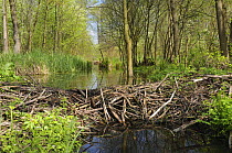 Eurasian beaver (Castor fiber) dams across drainage channel, Narew marshes, Poland