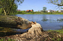 Tree felled by Eurasian beaver (Castor fiber) close to village, by Narew River, Poland