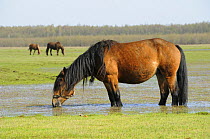 Horses graze flooded sedge marsh, Biebrza marshes, Poland