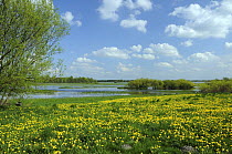Dandelions (Taraxacum officinale) carpet pastureland on Biebrza marsh, Poland