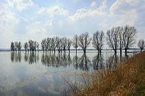 Flooded sedge marsh and submerged trees, Narew marshes, Poland