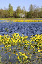 Marsh marigolds / King cups (Caltha palustris) flowering in flooded marshland in Spring, Narew marshes, Poland