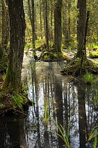 Mixed Black alder (Alnus glutinosa) and fir swamp forest, Biebrza marshes, Poland
