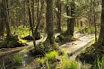 Mixed Black alder (Alnus glutinosa) and fir swamp forest, Biebrza marshes, Poland.