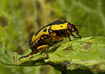 African Sun Beetle (Pachnoda nactigali) on leaf. Occurs Africa, May 2OO8. Captive.