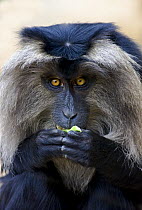 Lion-tailed Macaque (Macaca silenus) eating, Occurs South West India, Endangered Species, March 2OO8