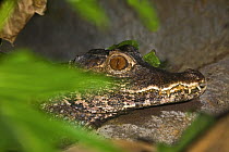 Dwarf Caiman (Paleosuchus palpebrosus), the smallest crocodilian. Occurs northern South America. Lower Risk Species, June 2OO8, Captive.