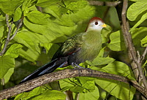 Red-crested Turaco (Tauraco erythrolophus) perched on branch. Occurs Angola, June 2OO8, Captive.