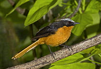 White-crowned Robin Chat (Cossypha albicapilla) on branch. Occurs West Africa, June 2OO8. Captive.