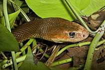 Taipan snake (Oxyuranus scutellatus) in undergrowth. Occurs Northern Australia, June 2OO8. Captive.