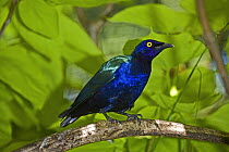 Purple Glossy Starling (Lamprotornis purpureus) perched on branch. Occurs Senegal, N Zaire east to Sudan, and W Kenya. Lower Risk Species, June 2OO8, Captive.