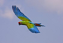 Military macaw (Ara militaris), occurs Central and South America. Vulnerable Species, May 2OO8, Captive