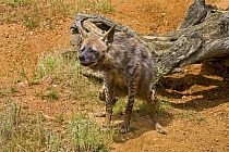 Striped Hyena (Hyaena hyaena) pasting (scentmarking). Occurs Africa, Middle East, Pakistan, W India. Lower Risk Species, July 2OO8, Captive.