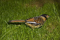 White-spotted laughing-thrush (Garrulax ocellatus) on grass. Occurs China and Himalayas, May 2OO8, Captive.