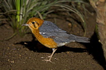 Orange headed Thrush (Zoothera citrina) on ground. Occurs India, China and South East Asia. July 2OO8, Captive.