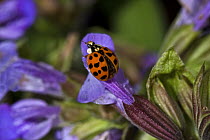 Harlequin Beetle / Ladybird (Harmonia axyridis succinea) on sage, South London, June 2OO8