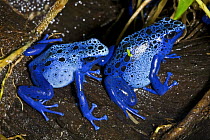 Blue poison arrow frogs (Dendrobates azureus) on wet ground. Occur in Surinam. June 2OO8, Captive.