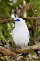 Rothschild's Mynah / Bali Starling (Leucopsar rothschildi) perched on branch. Occurs Bali, Critically Endangered Species, June 2OO8, Captive.