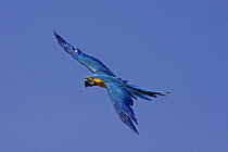 Blue-and-yellow macaw (Ara ararauna) in flight. Occurs South America, July 2OO8.