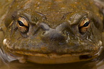 Sonoran Desert Toad (Bufo alvarius) face portrait, Sonoran Desert, Arizona