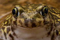 Couch's Spadefoot toad (Scaphiopus couchii) face portrait, Arizona, USA, captive