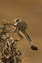 Robber fly (Asilidae, probably Efferia spp) Arizona, USA
