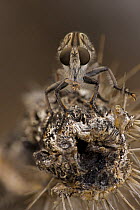 Robber fly (Asilidae, probably Efferia spp) Arizona, USA