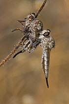 Robber fly (Asilidae, probably Efferia spp) mating pair, Arizona, USA