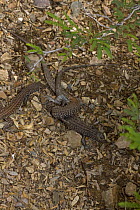 Sonoran Spotted Whiptail lizard (Cnemidophorus sonorae) Arizona, USA. Two females mating - "All female" reproduction by parthenogenesis
