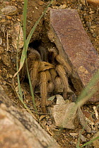 Desert Tarantula (Aphonopelma sp) Sonoran Desert, Arizona, USA