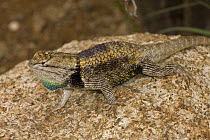 Desert Spiny Lizard (Sceloporus magister) Sonoran Desert, Arizona, USA