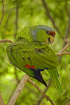 Lilac-crowned Parrot (Amazona finschi) preening, Mexico