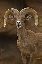 Bighorn Sheep (Ovis canadensis) ram, Captive, Arizona, USA