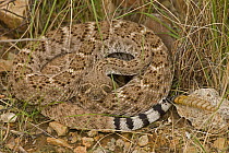 Western Diamondback Rattlesnake (Crotalus atrox) Arizona, USA