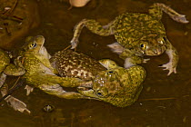 Couch's Spadefoot toads (Scaphiopus couchii) males fighting over female during mating season, Arizona, USA