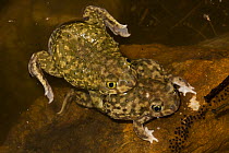 Couch's Spadefoot toads (Scaphiopus couchii) mating pair, Arizona, USA