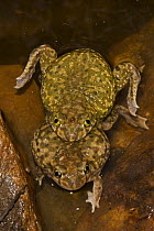 Couch's Spadefoot toads (Scaphiopus couchii) mating pair, Arizona, USA