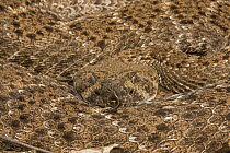 Western Diamondback Rattlesnake (Crotalus atrox) Arizona, USA